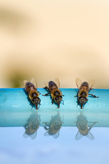 Thirsty bees