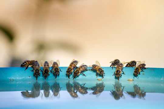 Thirsty bees