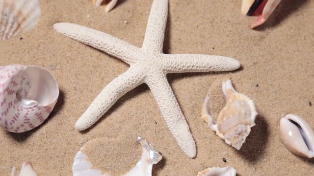 rotating tropical starfish and seashell collection on a sandy beach