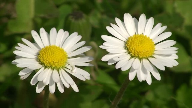 Zwei G&auml;nsebl&uuml;mchen zittern im Wind