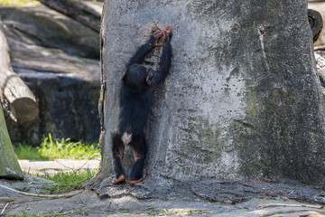 Chimpanzee at Taronga Zoo, Sydney, Australia