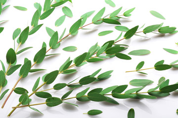 Green eucalyptus branches on white background