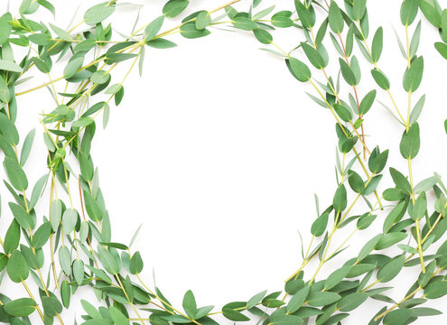 Green eucalyptus branches on white background