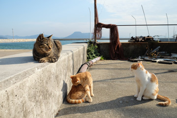 猫　男木島
