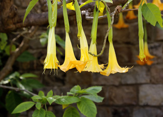 Yellow brugmansia named angels trumpet or Datura flower