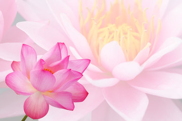 double exposure of lotus flower