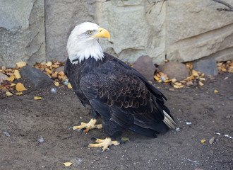 Птица Белоголовый орлан Bald eagle