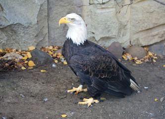 Птица Белоголовый орлан Bald eagle
