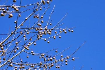 ハンカチの木の実