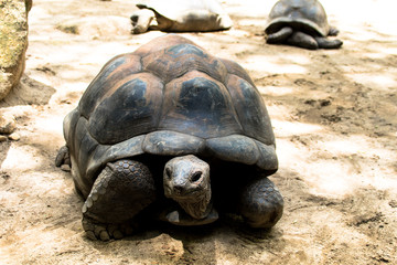 Riesenschildkröte im botanischen Garten 
Mahe/Seychellen