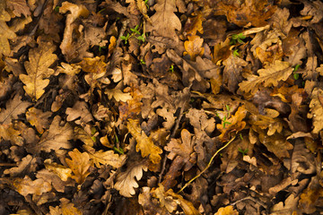 Fondo de hojas de otoño