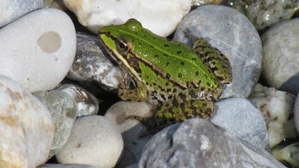 Grasfrosch am Teich im Wasser