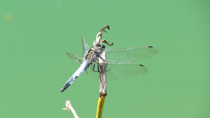 Libelle auf Pflanze im Teich