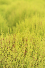 Close up of green Kochia or Bassia scoparia selective focus by m