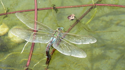 Libelle auf Pflanze im Teich