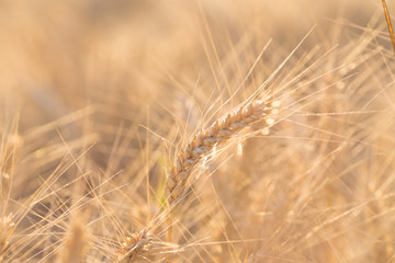 Yellow grain ready for harvest growing in a field