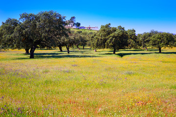 Fototapeta premium Dehesa grassland by via de la Plata way Spain
