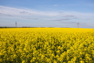 Field of rapeseed against sky
