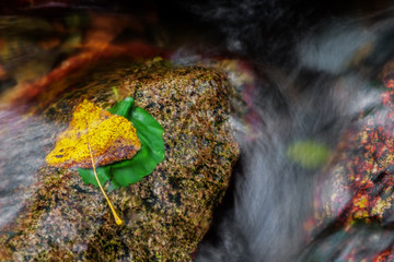 Leaves in a river