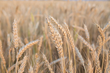 golden wheat field and sunny day