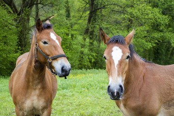 Naklejka premium Dos caballos en un prado