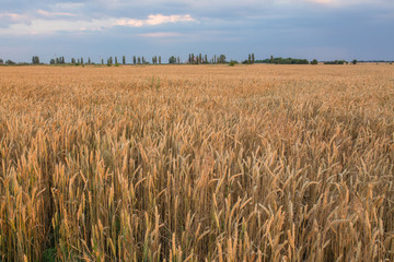 golden wheat field and sunny day