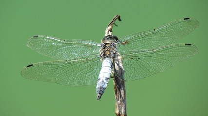 Libelle auf Pflanze im Teich