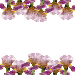 Beautiful floral background of irises 