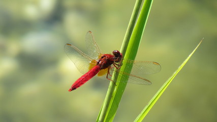 Libelle auf Pflanze im Teich
