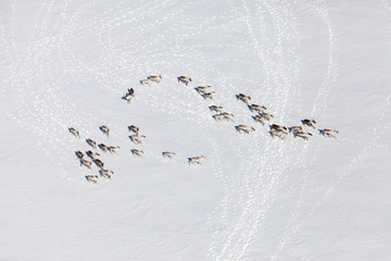 Herd of wild reindeer, top view