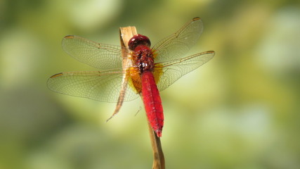 Libelle auf Pflanze im Teich