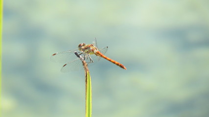Libelle auf Pflanze im Teich