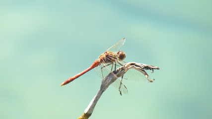 Libelle auf Pflanze im Teich