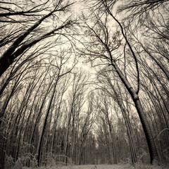 winter forest trees.
