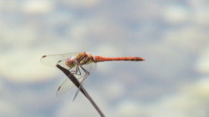 Libelle auf Pflanze im Teich