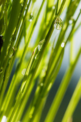 Water drops on  green grass  leaves with sunlight