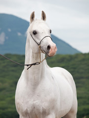 portrait of white arabian stallion at mountain background