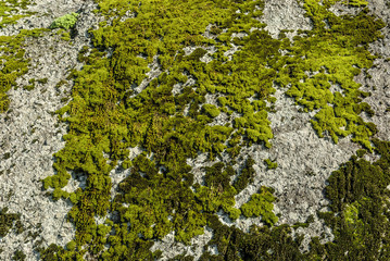 texture of rock and Lichens in Guimaraes's town, Portugal