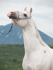 portrait of white arabian stallion at mountain background
