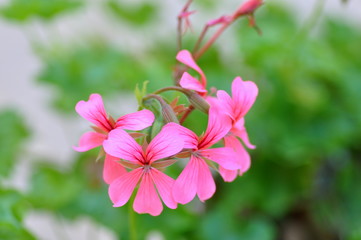 Fototapeta na wymiar Pink Flower Macro