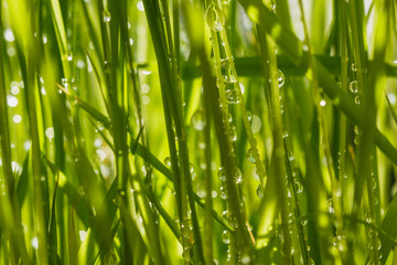 Fototapeta na wymiar Water drops on leaves with sunlight
