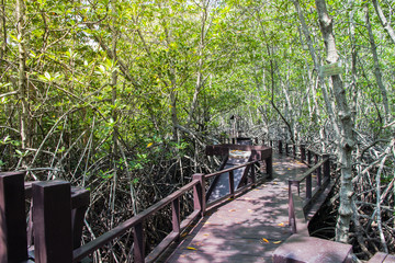 walkway on the mangrove forest at Pranburi nation park,Thailand