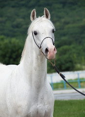 portrait of white arabian stallion at forest background