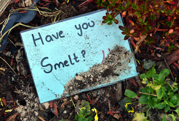smelt
