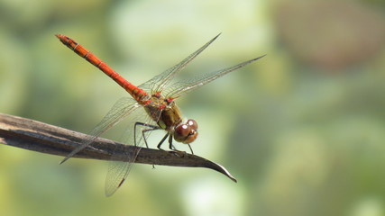 Libelle auf Pflanze im Teich