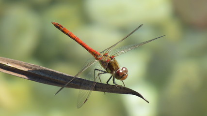 Libelle auf Pflanze im Teich