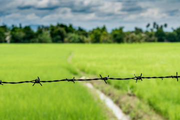Rice field in countryside of Thailand