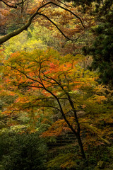 Fall Color Leaves at Yoro Waterfall in Gifu, Japan, November, 20