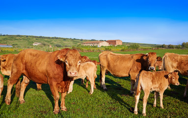 Cow cattle in Extremadura of Spain