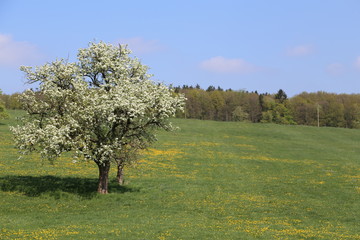 Fototapeta premium Apfelbaum